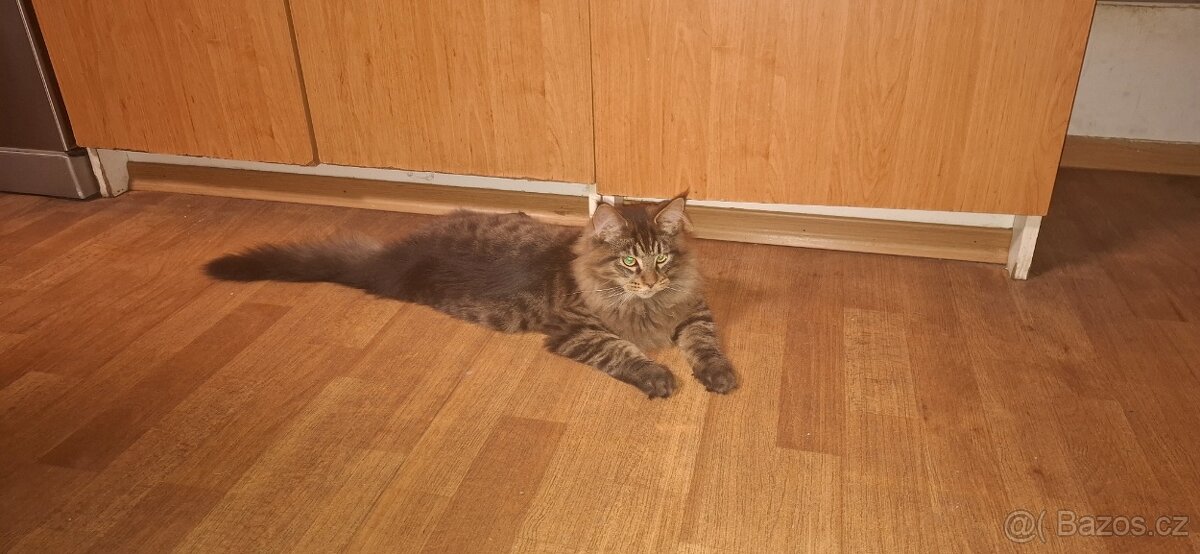 Mainská mývalí kočka - 8