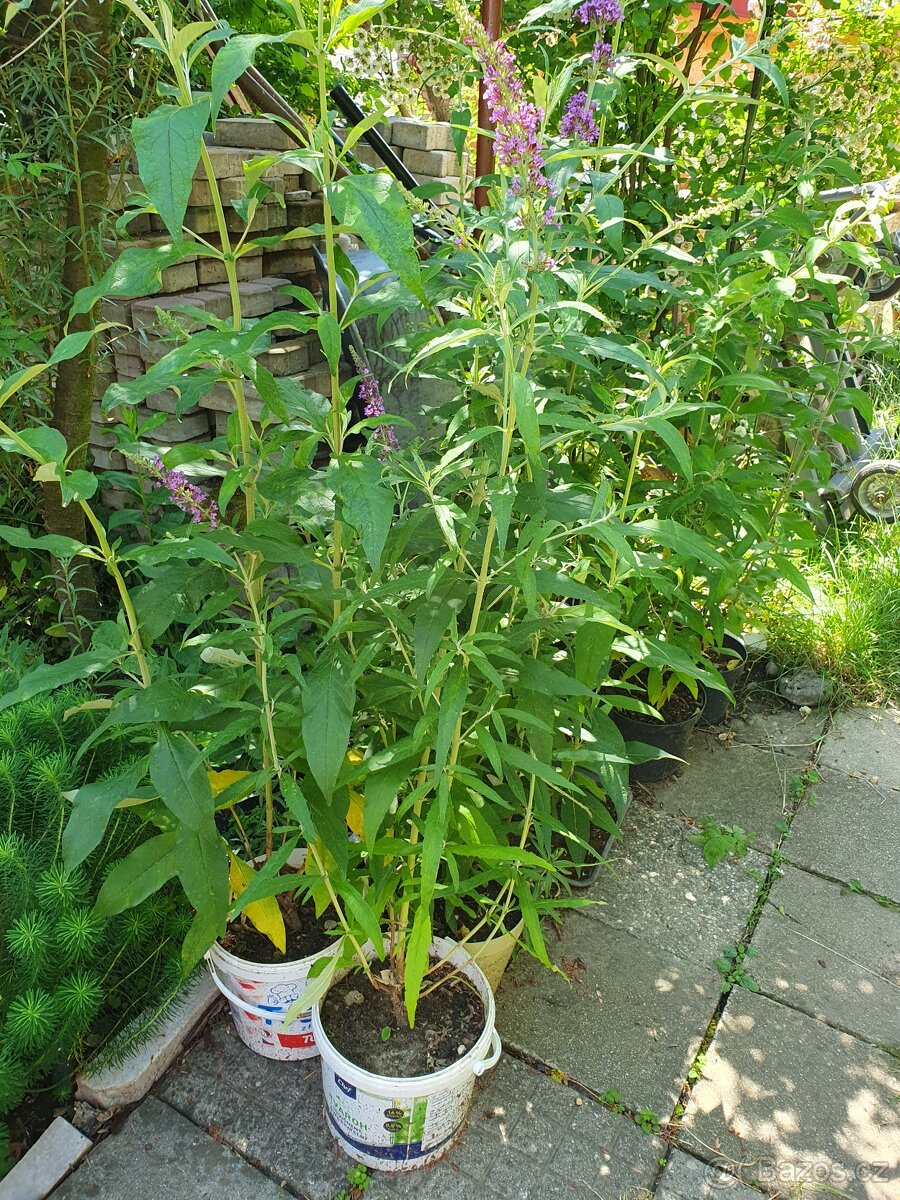 Motýlí keř, komule Davidova - 8