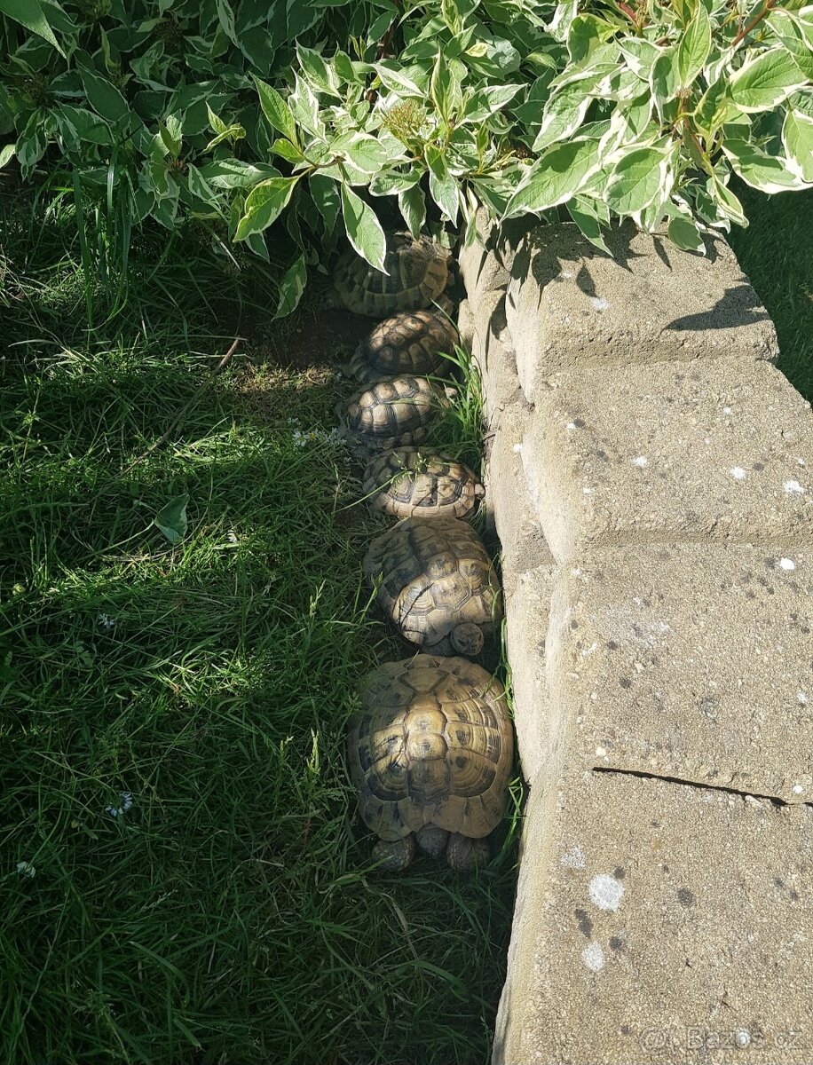 Želva zelenavá (Testudo hermanni) - 8