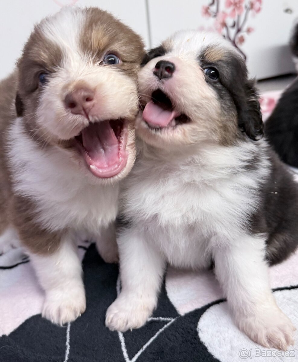 Štěňata Australský ovčák bez PP - 8