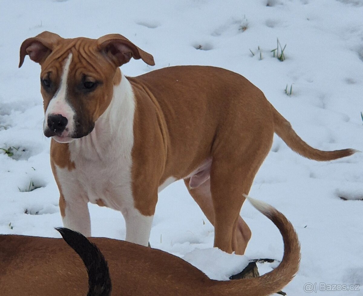 Americký stafordšírský teriér s PP - 8
