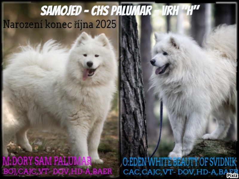 Samojed - štěňata s PP - 8