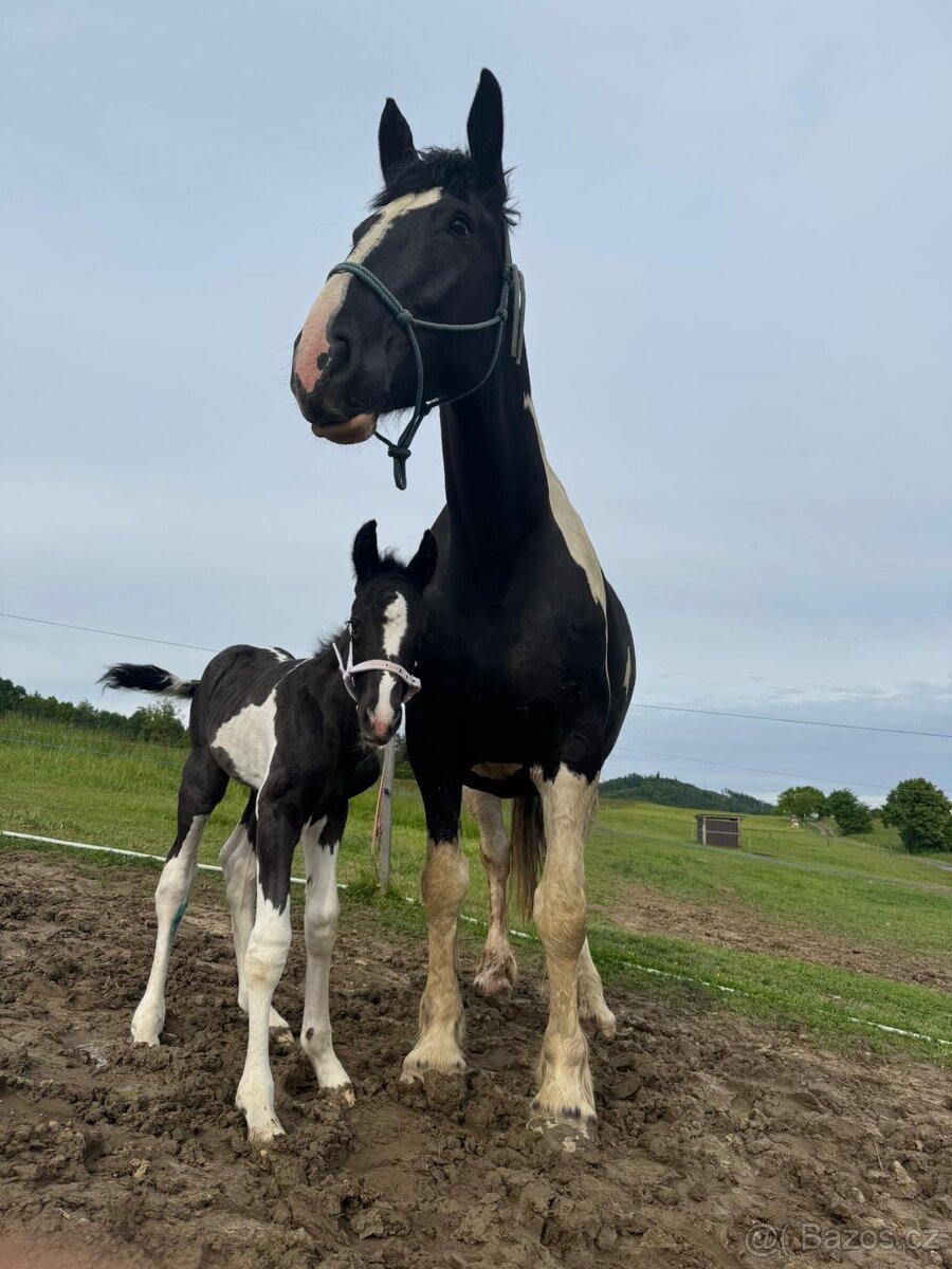 6 letá Barock Pinto - 8