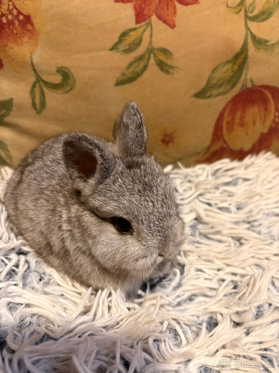 Zakrslý králíček - 8
