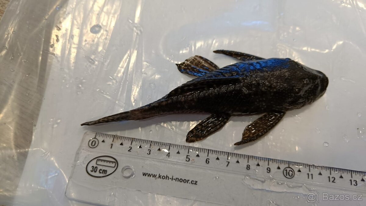 Ancistrus sp. - prodám - 8