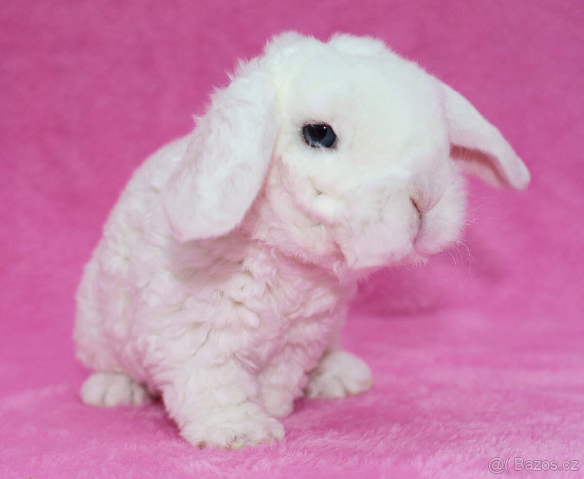 Zakrslý modrooký rex beránek sameček - 8