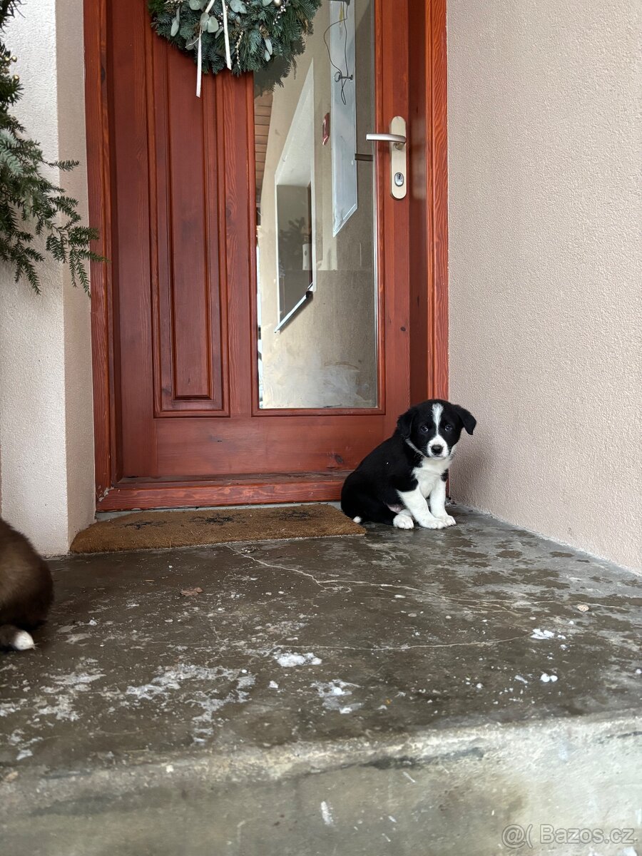 štěňátka border kolie - 8