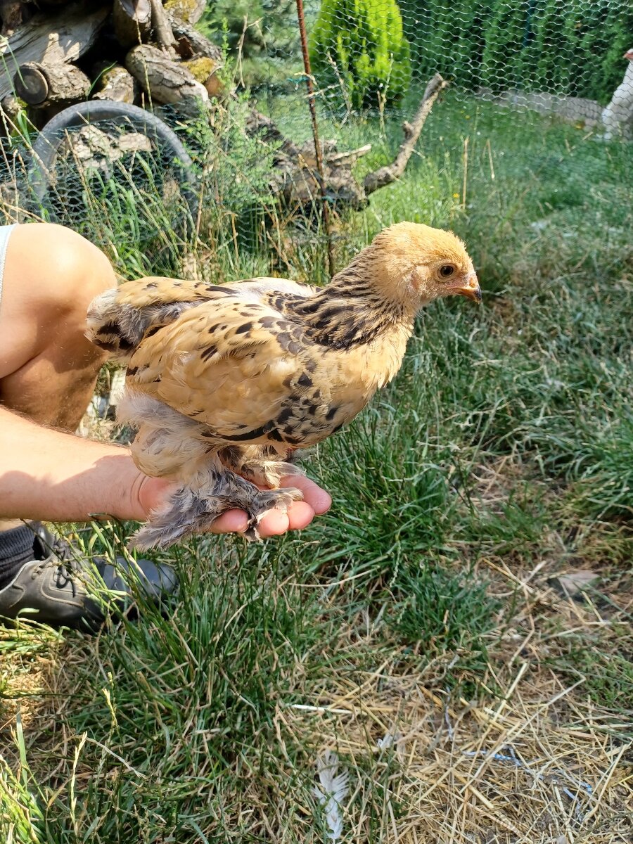 Brahmanka velká - 8