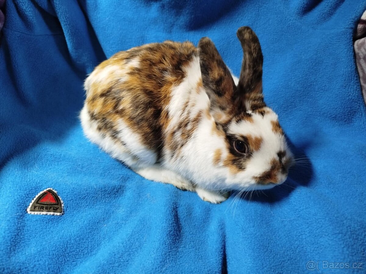 Nabízím zakrslé králíčky- hladké stáří 7 měsíců - 8