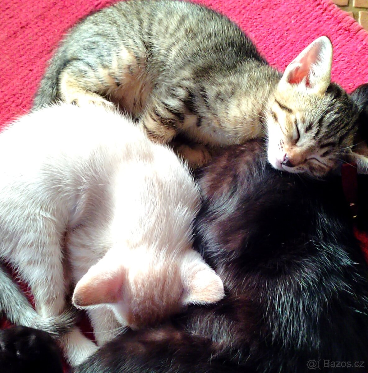 Anakin a Albus (Orient/Siam) 🐱 čistokrevní bez PP - 8