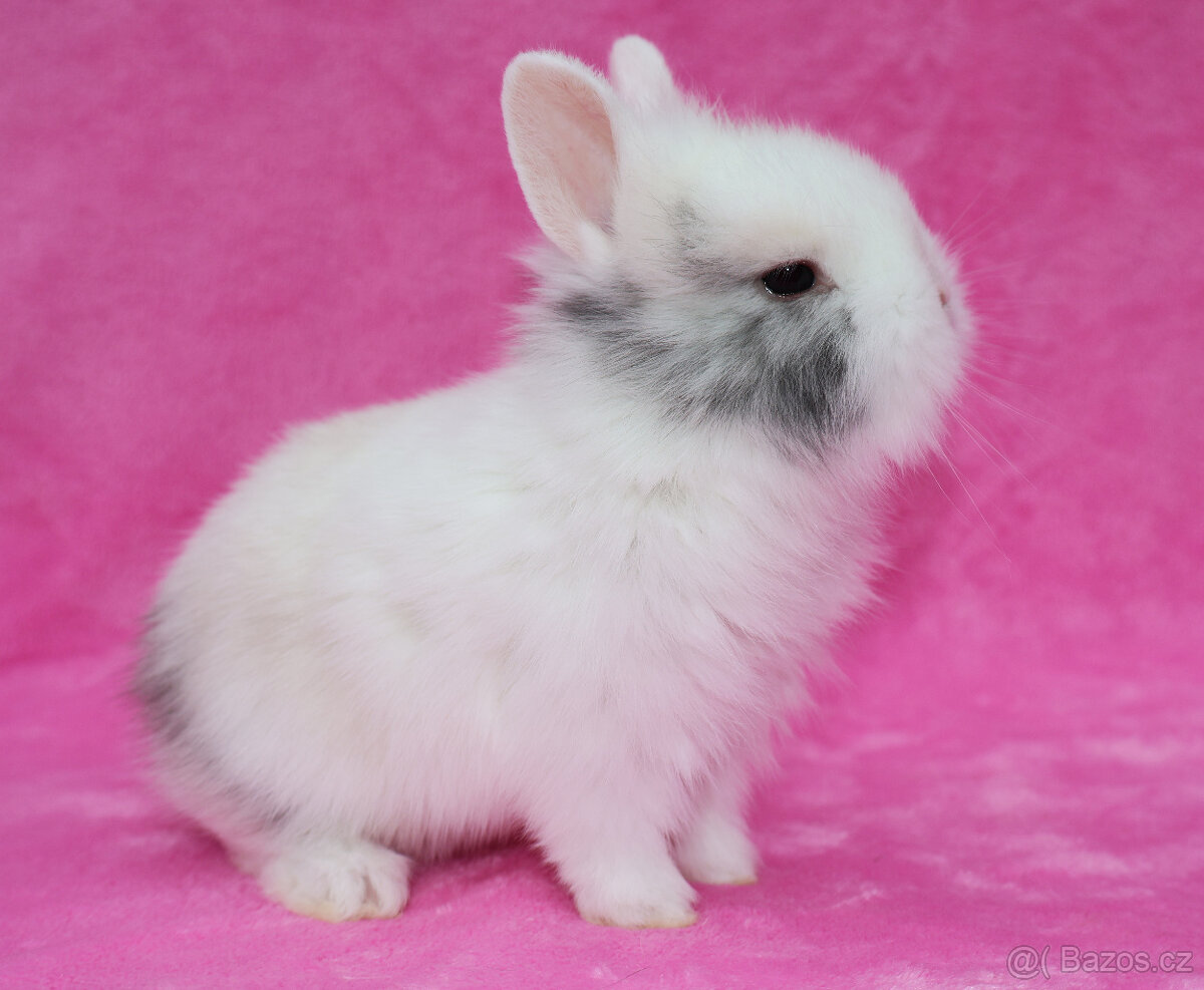 Zakrslý krátkouchý králíček lvíček . Sameček - 8