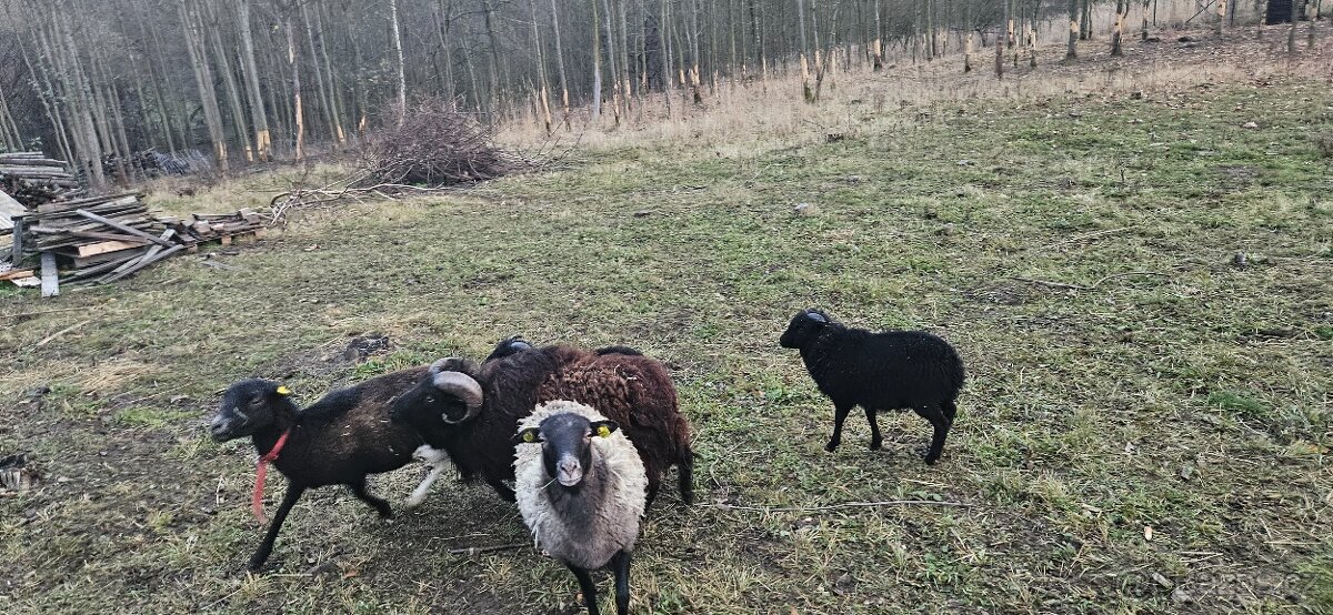 Beránci ze Strážek - 8