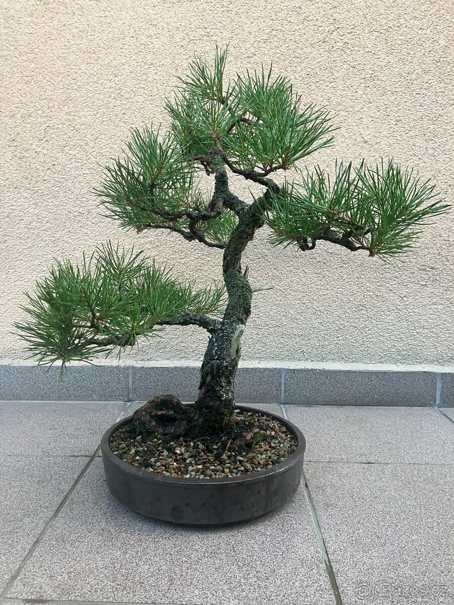 Bonsai, Bonsaj, borovice lesní - 8