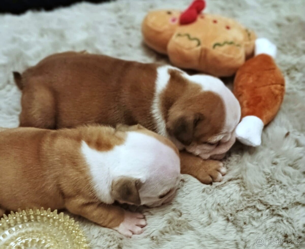 Anglický buldok s PP, štěňátka k rezervaci - 8
