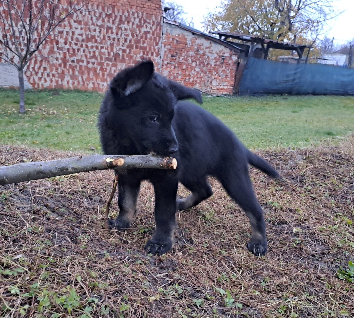 Německý ovčák - štěňata - 8