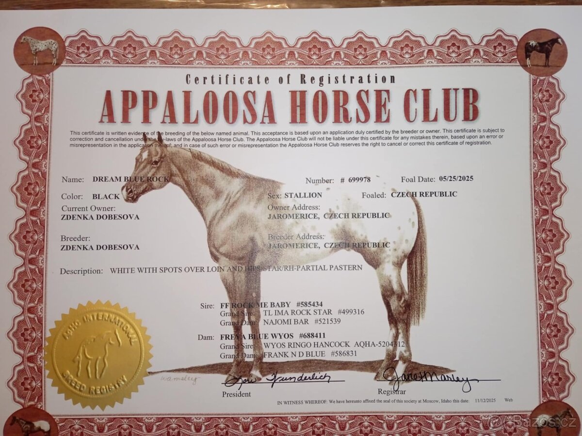 Hříbata Apaloosa - 8