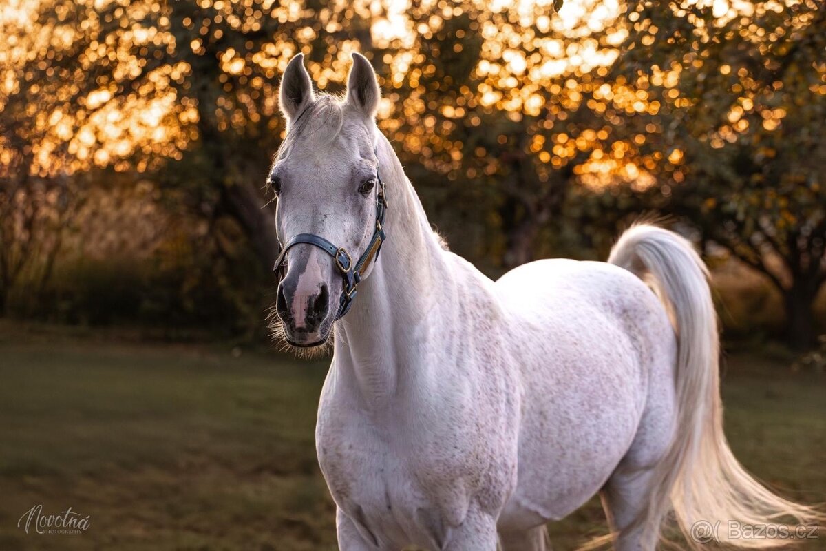Plemeníci,kobyly arabských plnokrevníků - 8