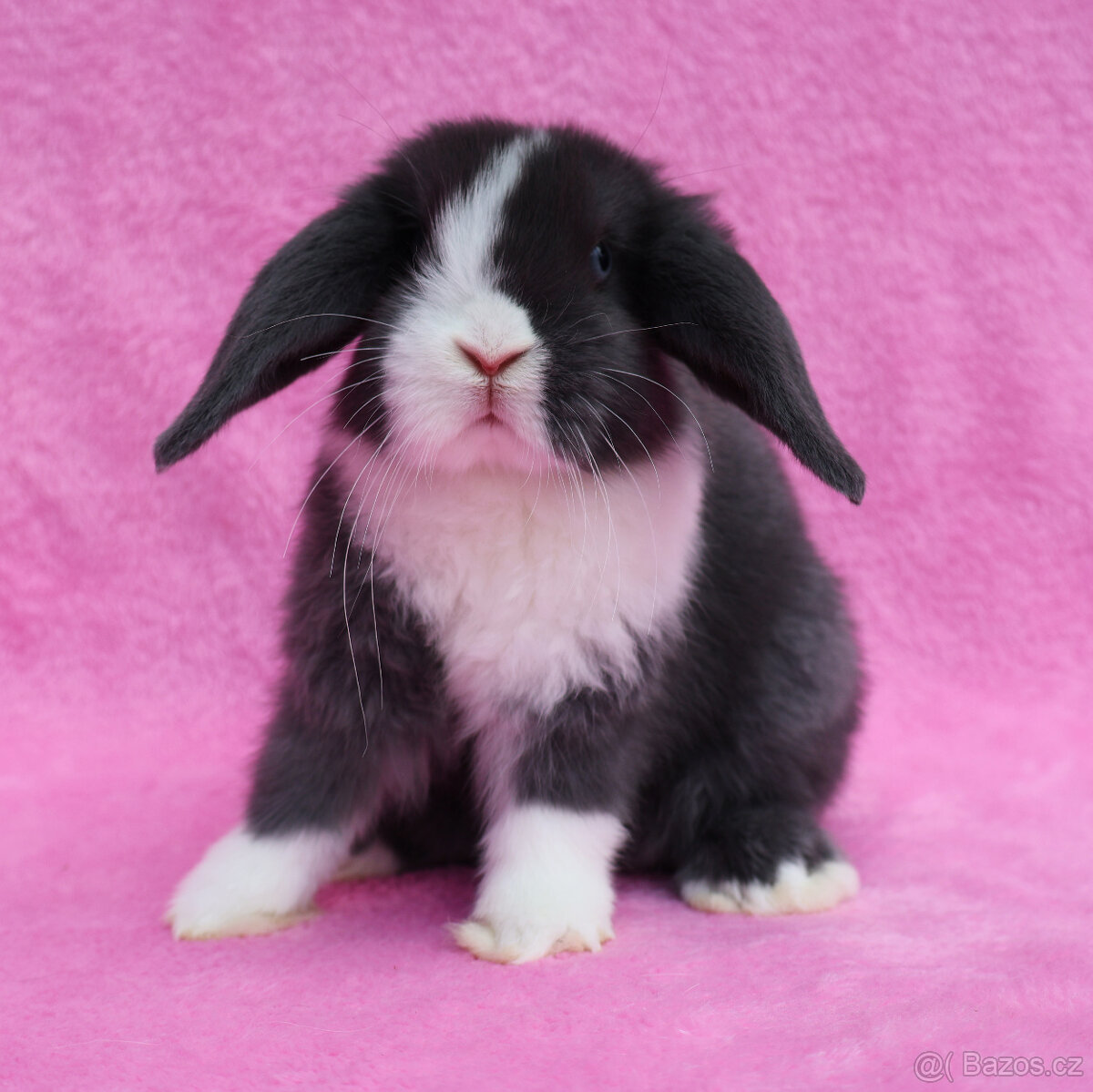 Zakrslý modrooký NHD beránek maličká samička s VP. - 8