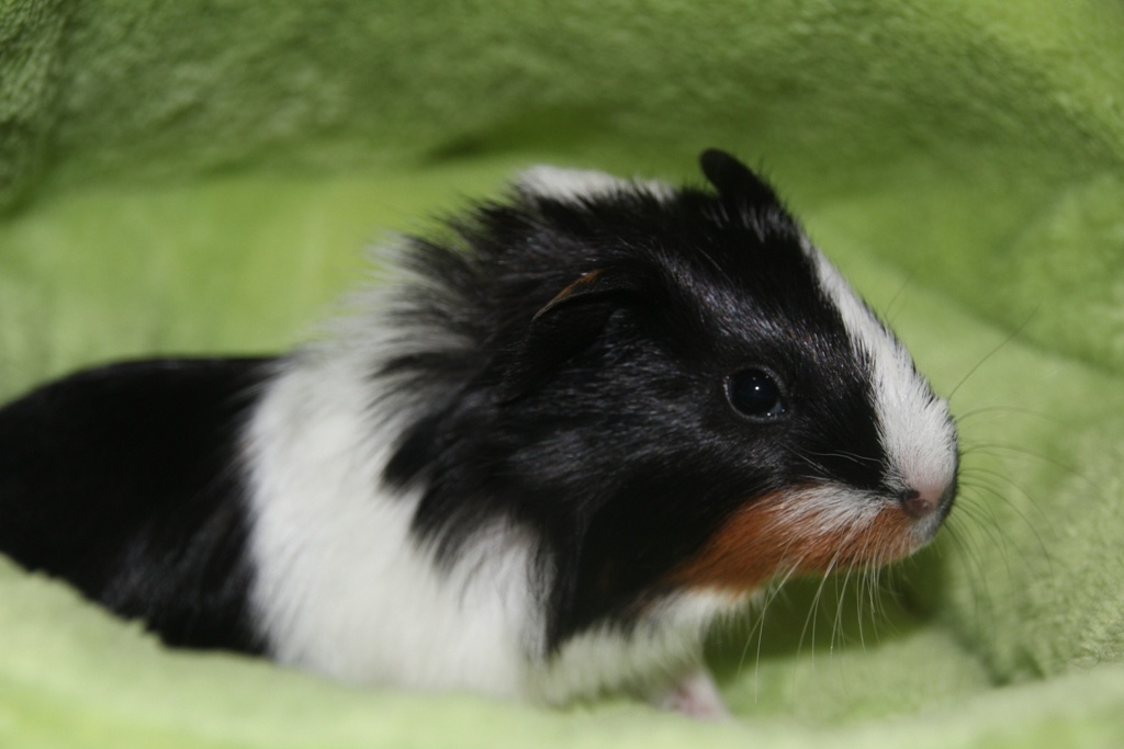 Morčecí chlapečci - 8