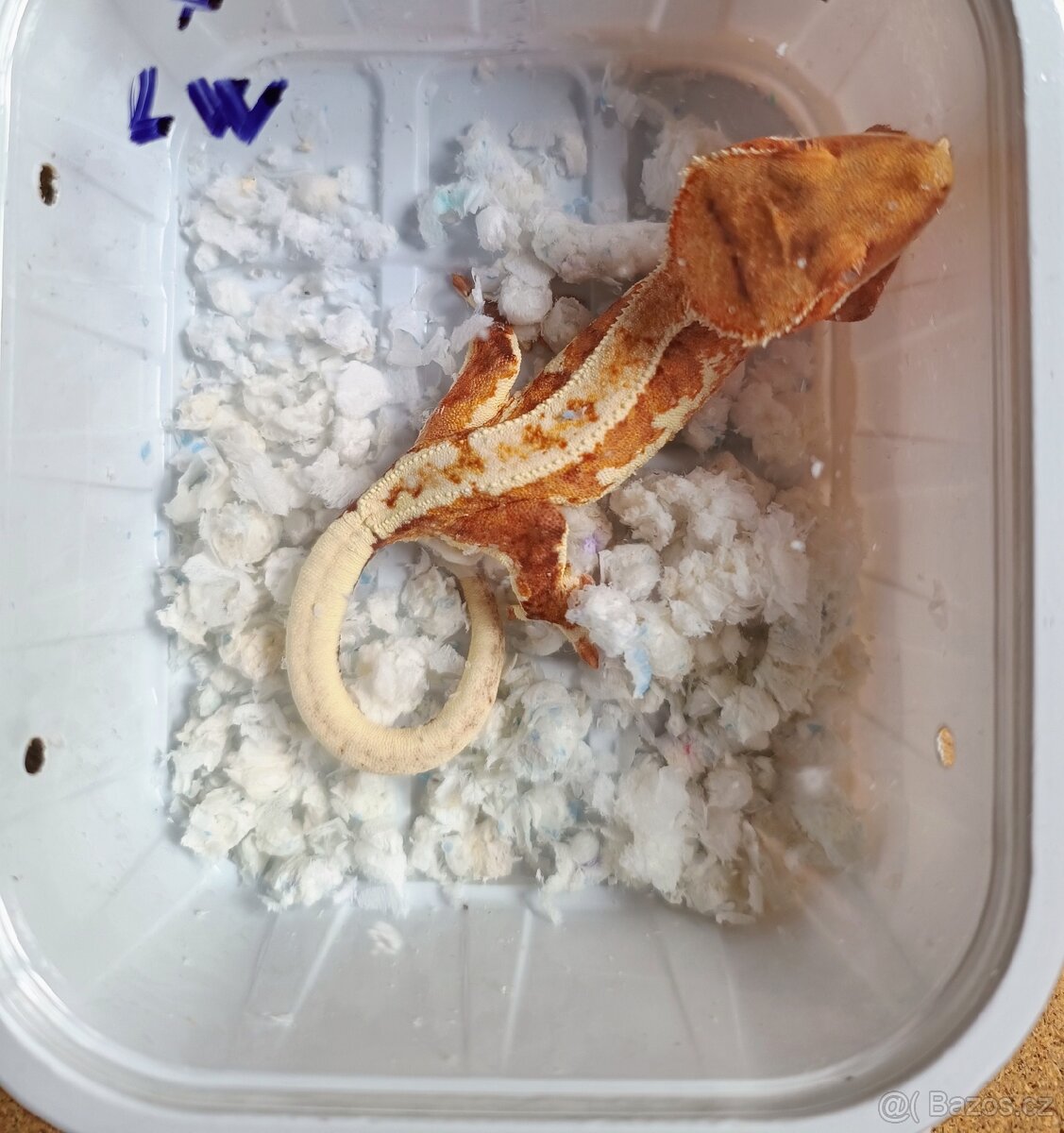 Pagekon řasnatý ( Rhacodaktylus Ciliatus) - 8