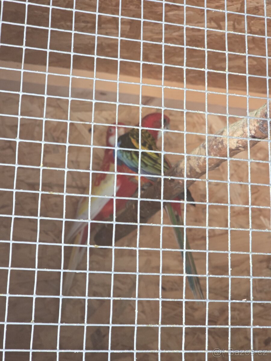 Rozela rubino a pestrá - 8