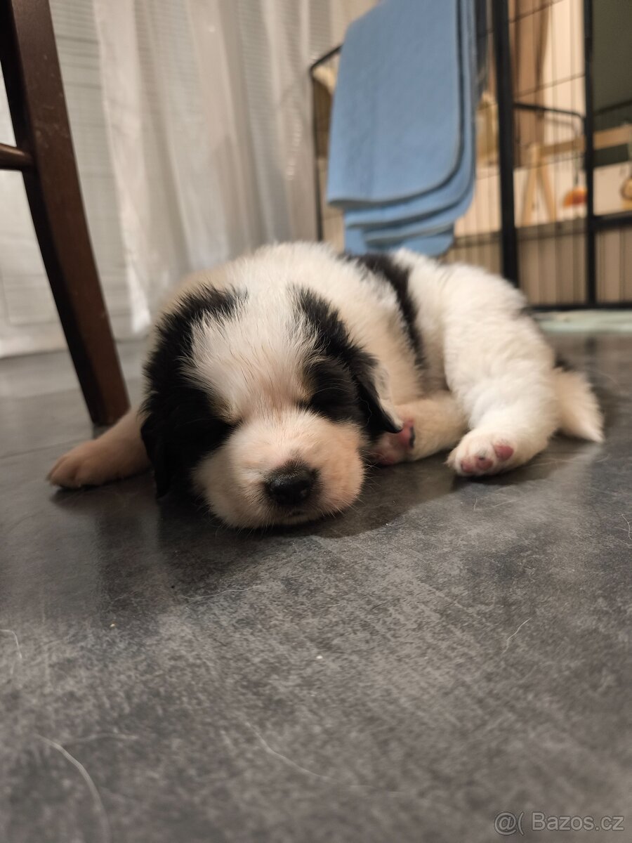 Šteniatko tornjaka s PP - 8