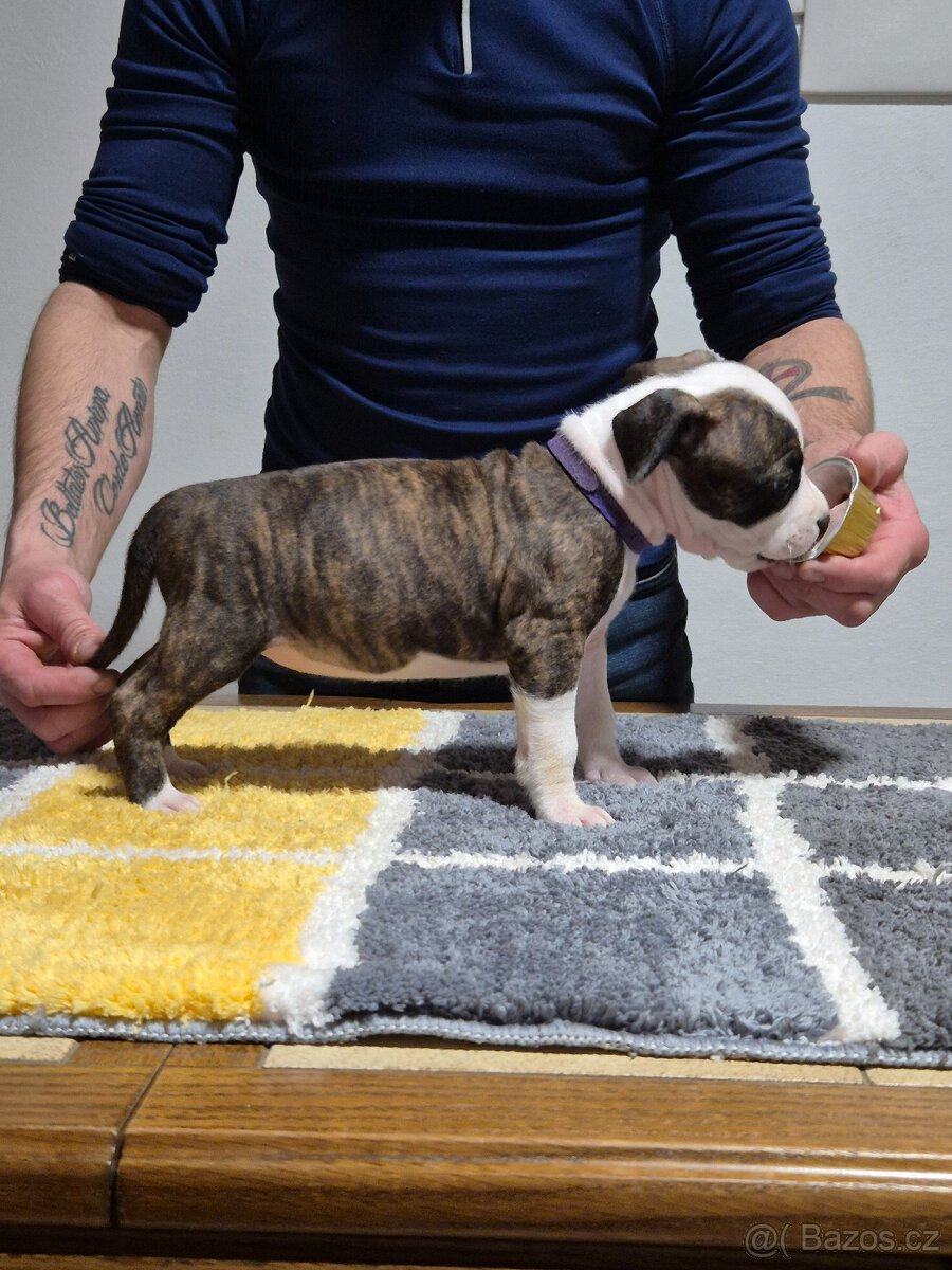 Americký stafordšírský teriér s PP - 8