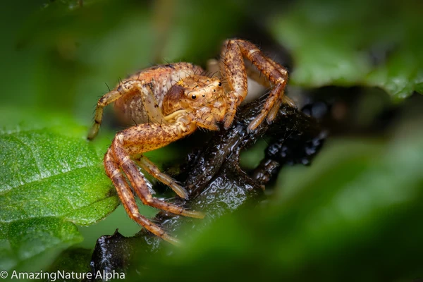 Pergear 100mm F2.8 Full Frame 2X Ultra Macro L mount, nové - 8