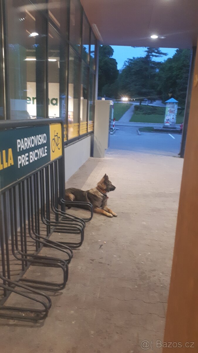 šteniatka kríženec nemecko-belgický ovčák (cross) - 8