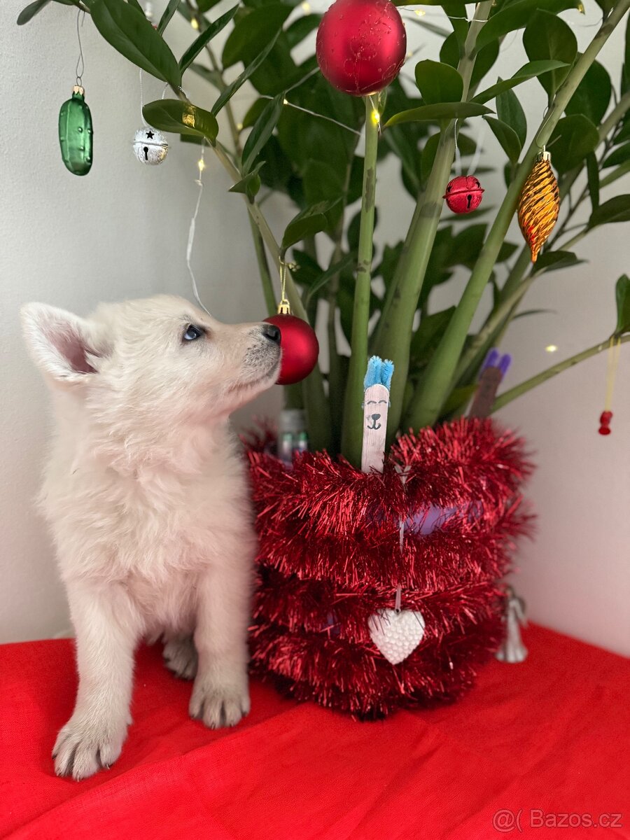 Bílý švýcarský ovčák s PP - 8