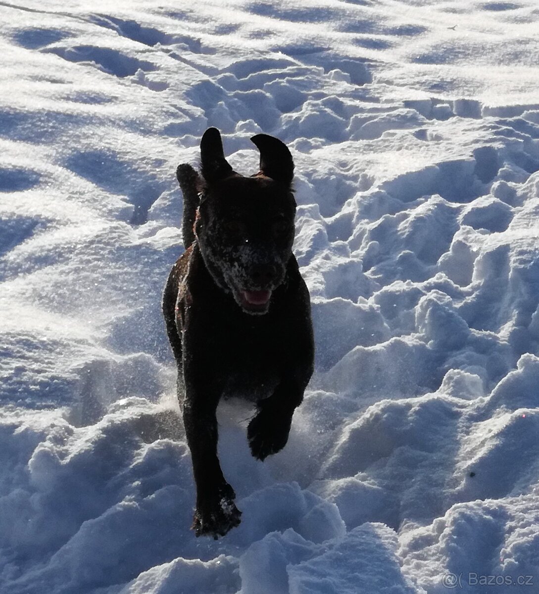 Labradorský retrívr - 8