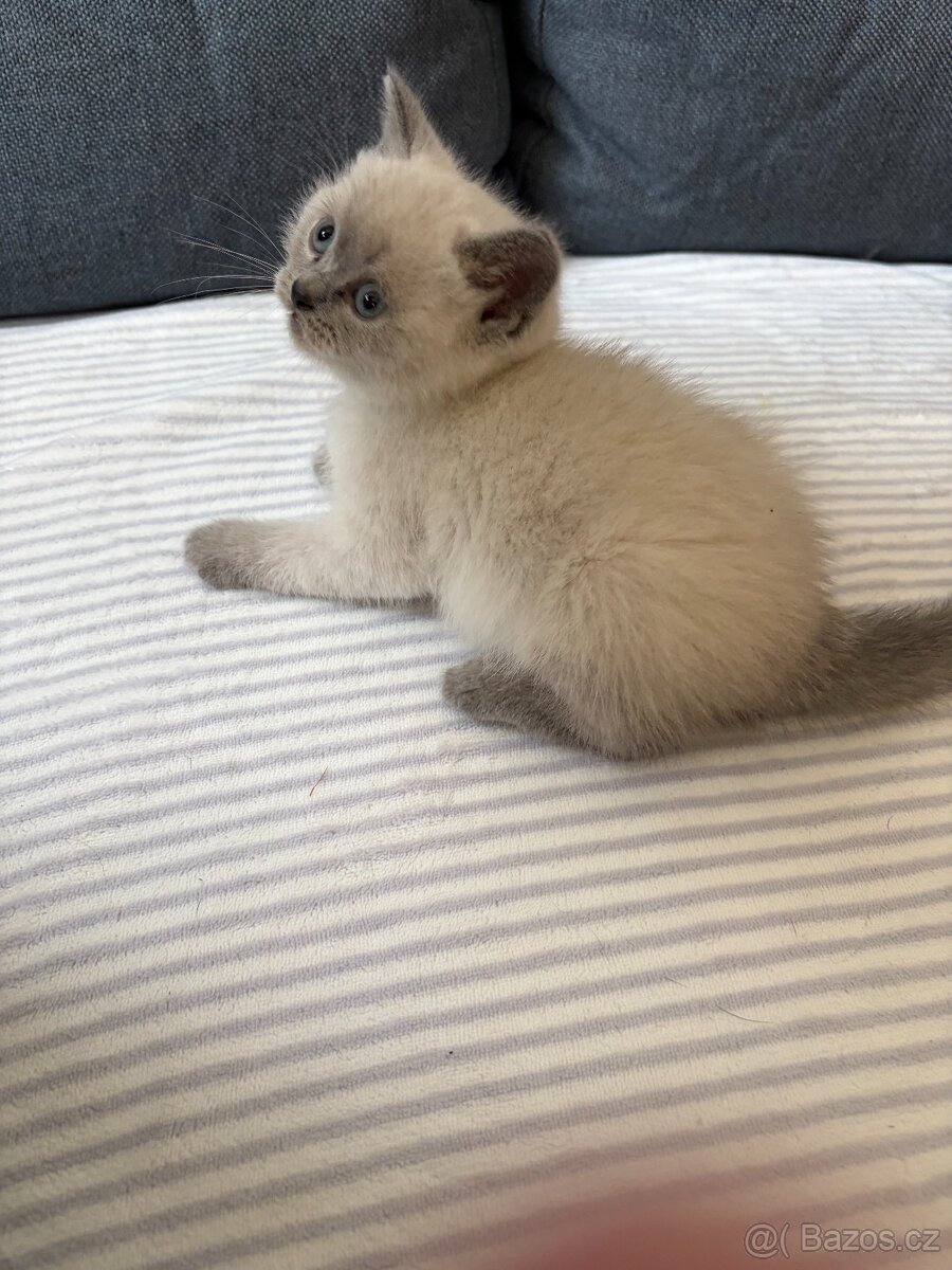 Britský kocourek - 8