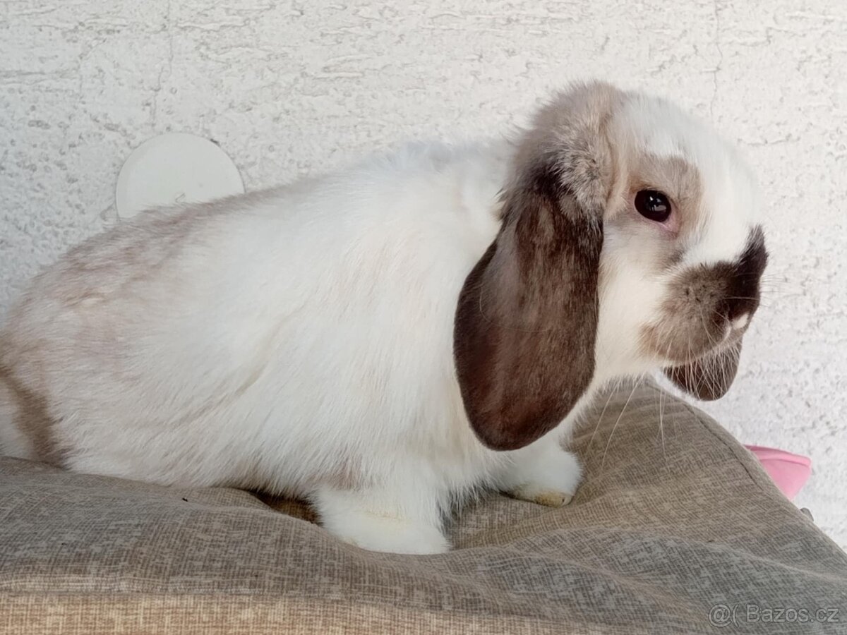 Samička Zakrslý Beránek MiniLop ❤️🍀 - 8