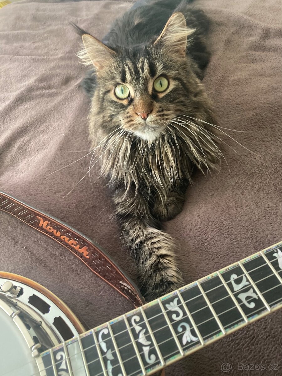 5str banjo s toneringem Ptacek - 8