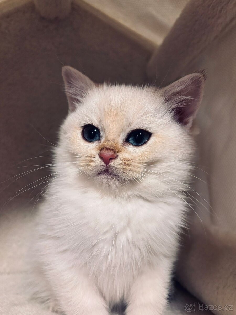 Britská koťátka činčily k odbery hned - 8