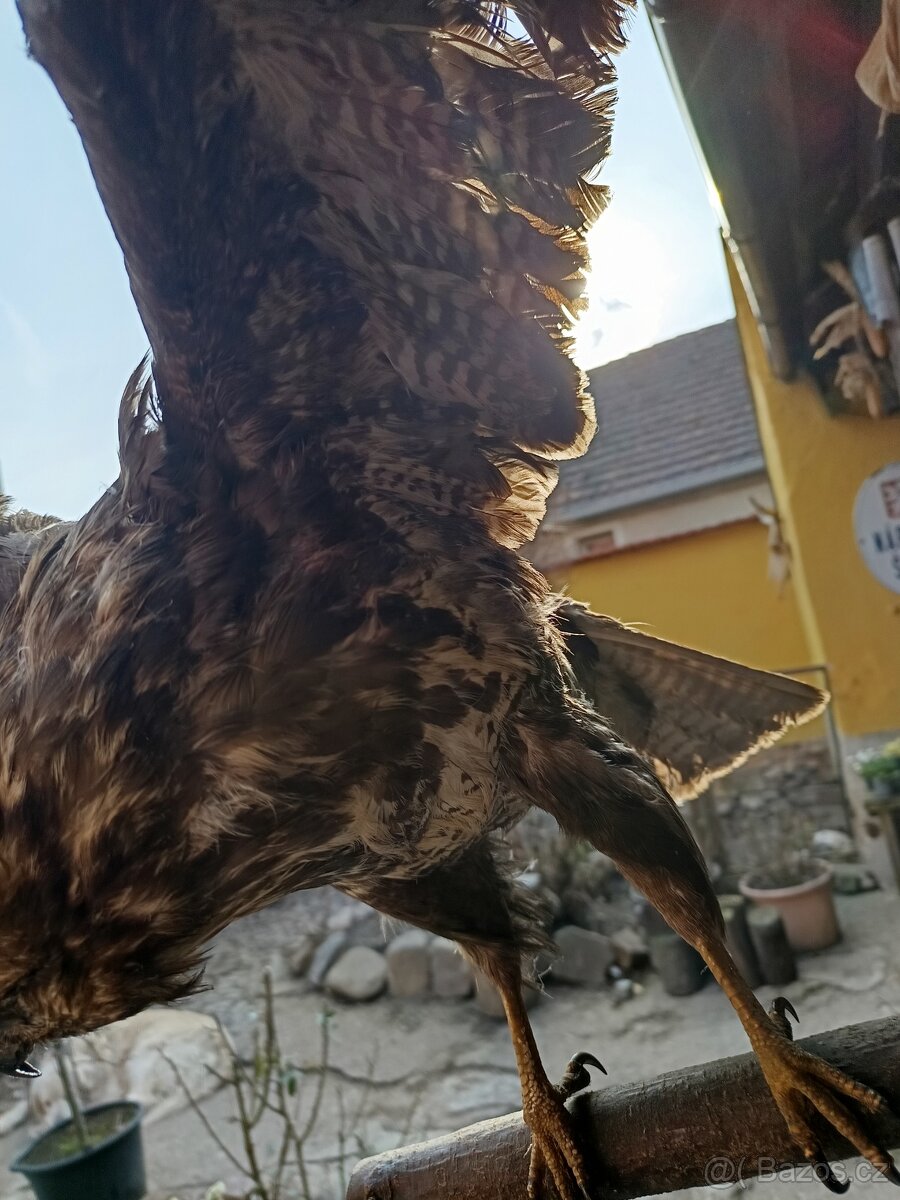 Stará školní pomůcka - dravec - 8