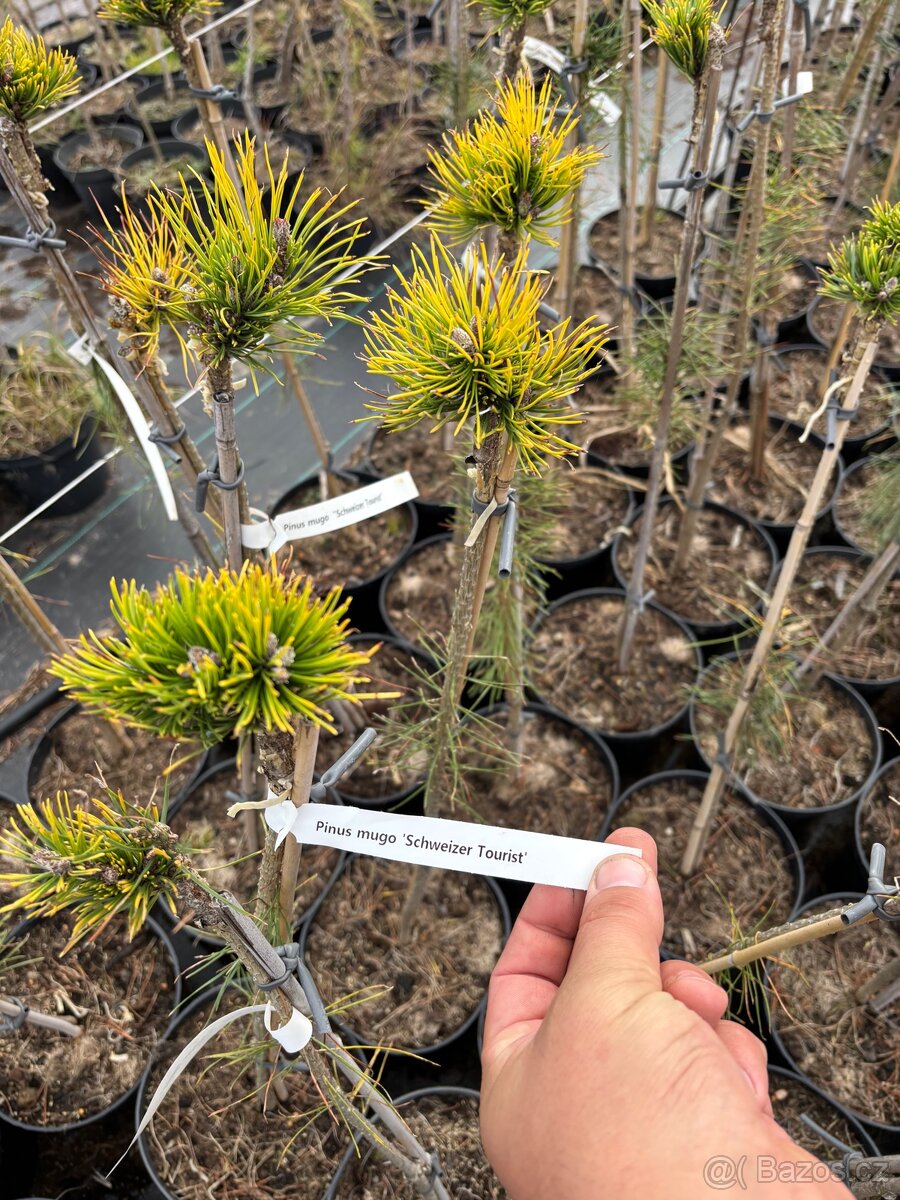 Borovice velkoobchod - 8