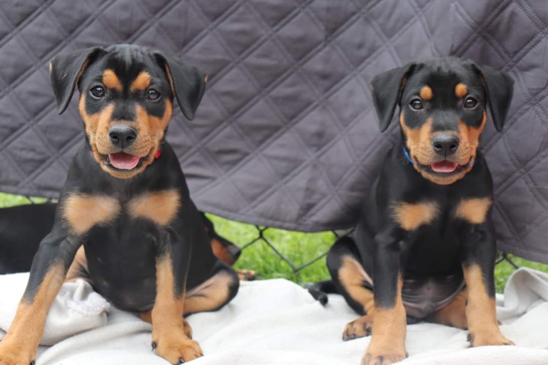 Německý pinč - krytí - 8