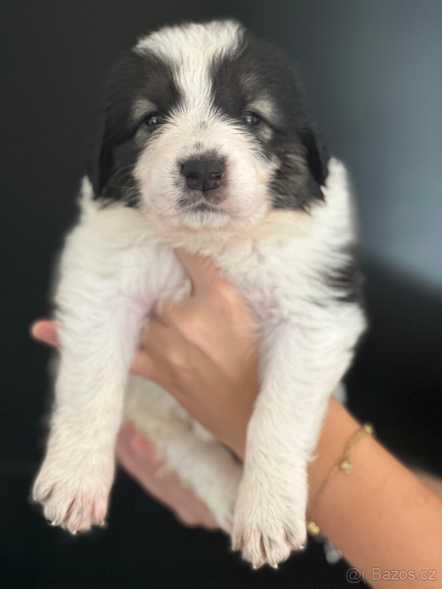 Tornjak s PP poslední 2 štěňátka - 8