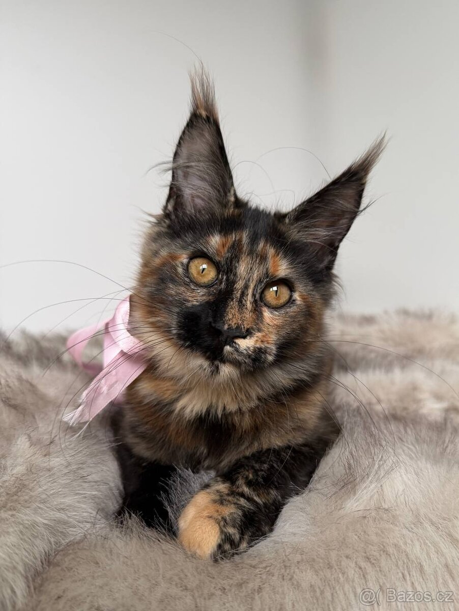 Mainská mývalí koťátka s PP - 8