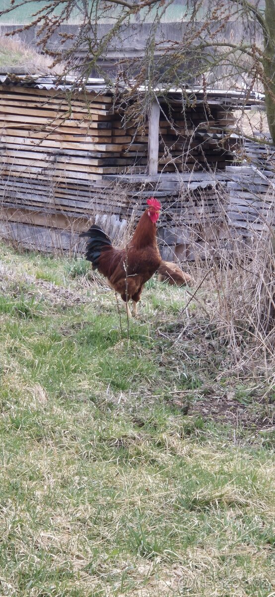 Kohouti na prodej - 8