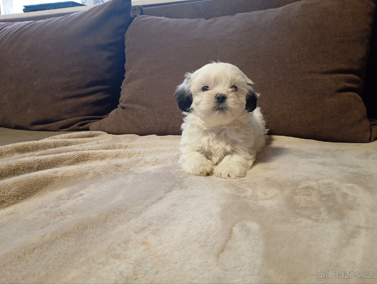 Jorkšírský teriér biewer - 8