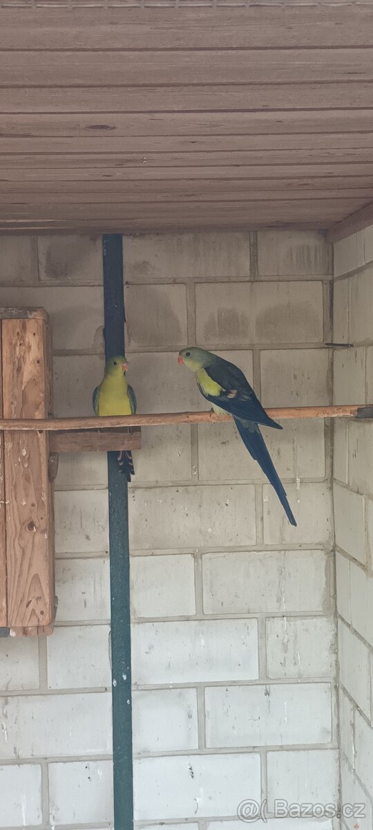 Papoušek horský modrý - 8