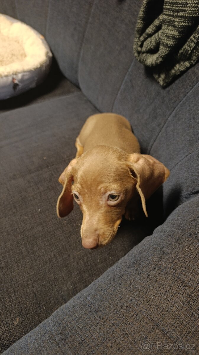 Jezevčík trpasličí pejsek bez PP - 8