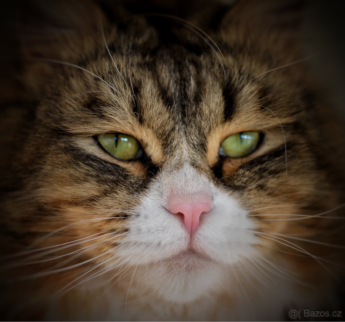 Sibiřská kočka s PP - 8