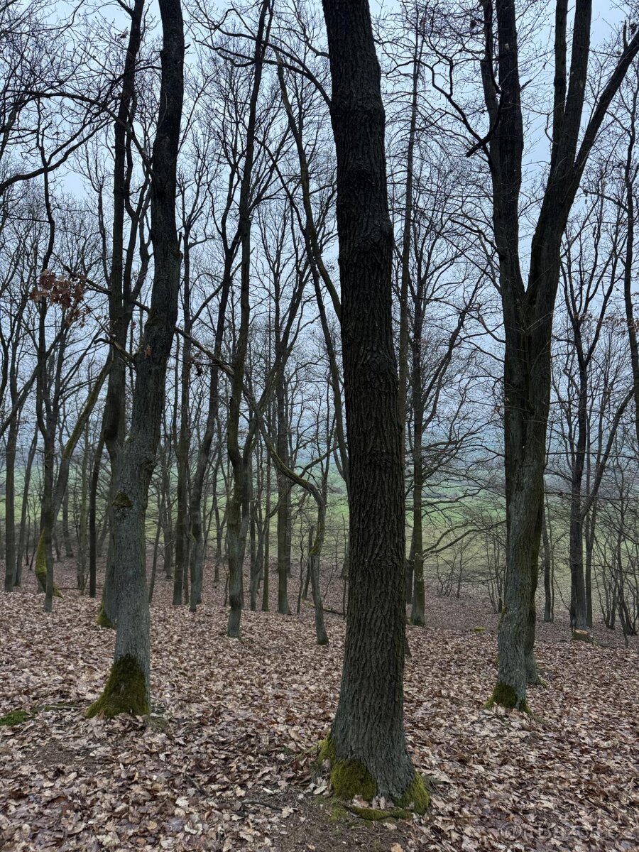 Prodej pozemků k.ú. Libečov - 8