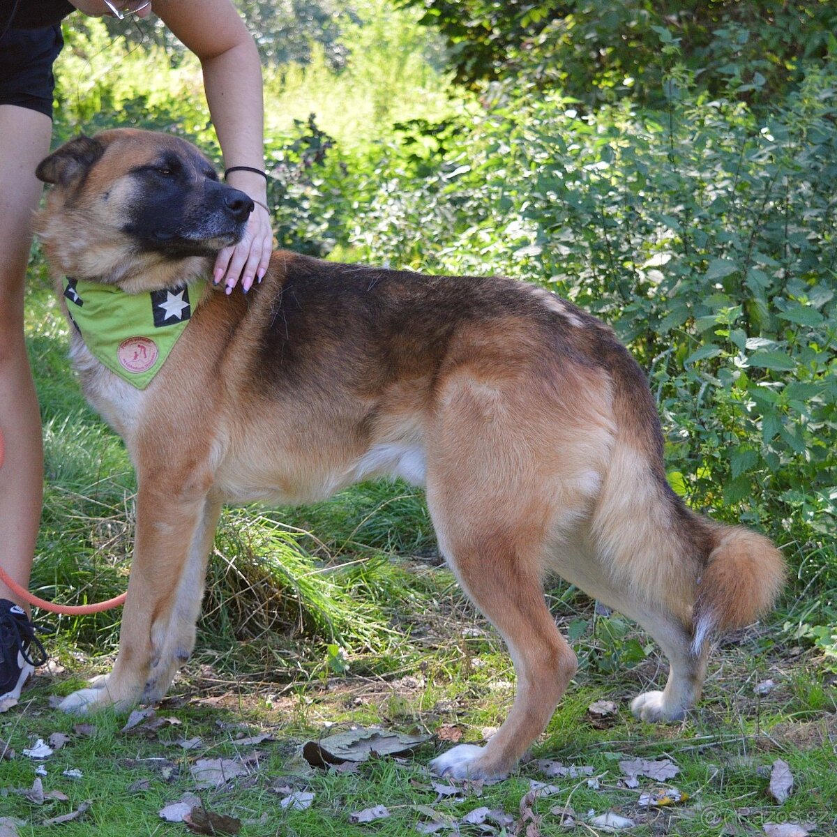 🐾 Tessar – mladý kříženec německého ovčáka a akita inu hled - 8