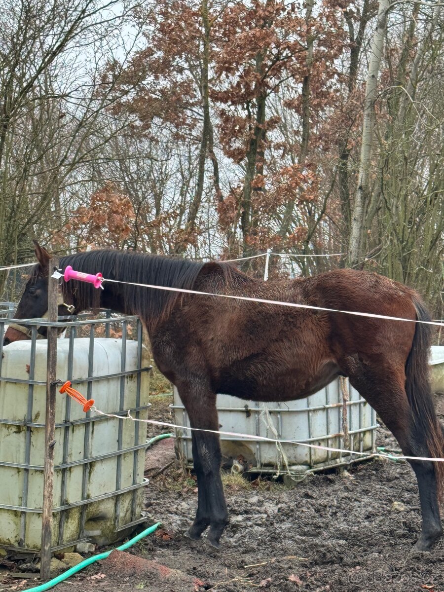 Hřebeček do rodiny - 8