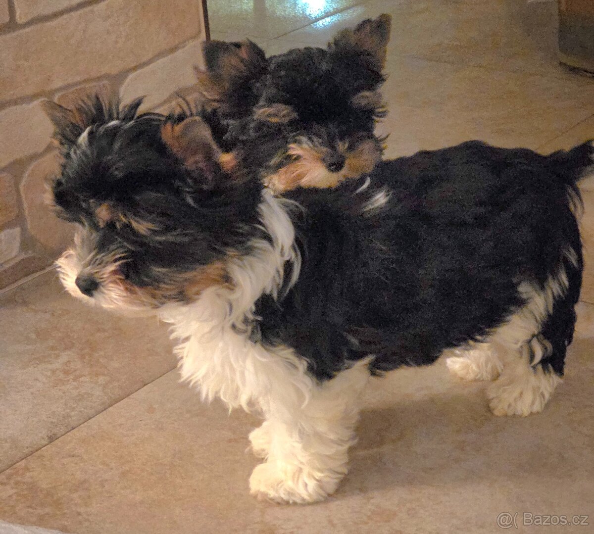 Biewer terrier s P.P. - 8