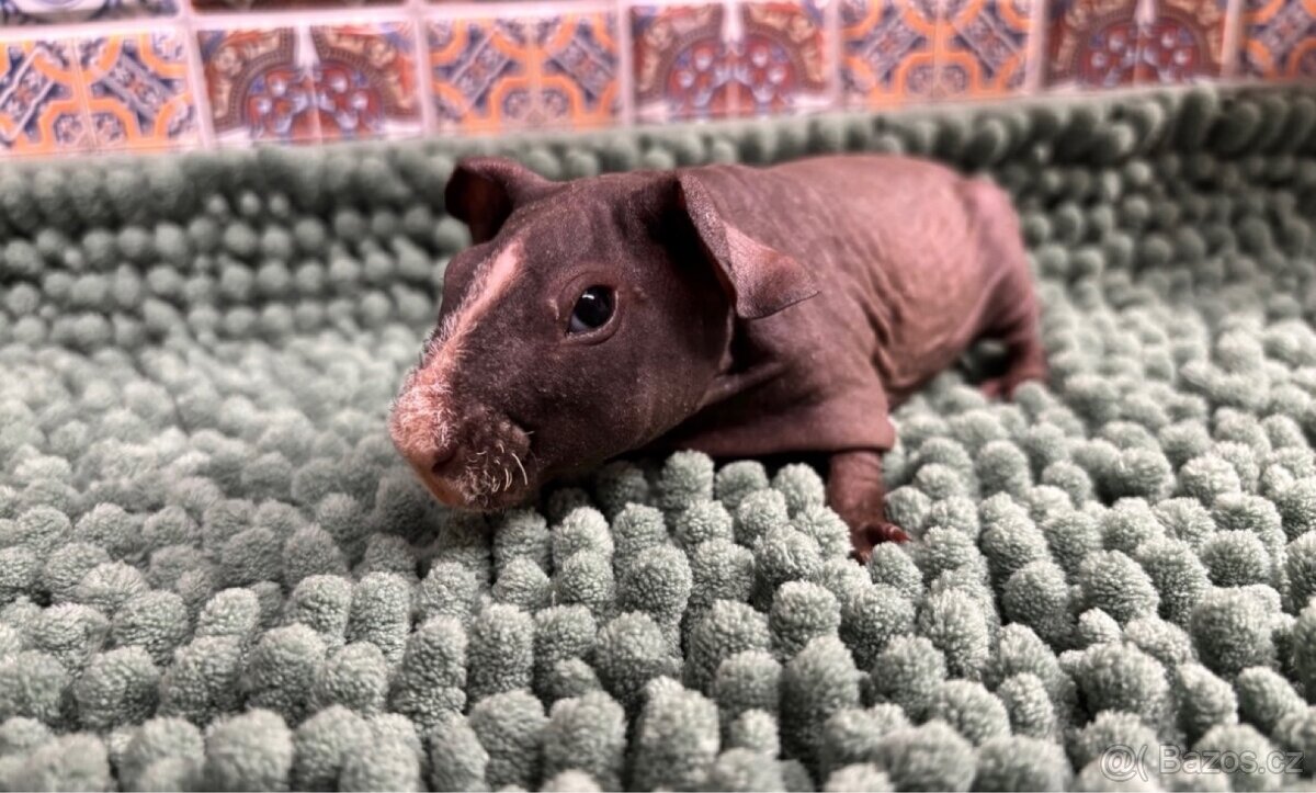 3 samečci skinny morčátek - 8